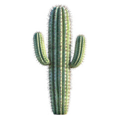 Naklejka premium Cactus, isolated on a white background transparent, alpha background png