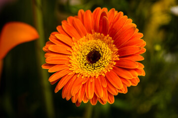 Flor vibrante naranja de macro