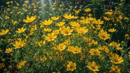 Fototapeta premium Yellow cosmos blossoms glowing under strong sunlight, nature's beauty in summer garden