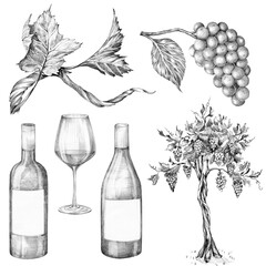 Set of wine bottles, glass and bunch of grapes, grape tree. Hand drawn with pencil without background. Graphic drawing. For food, packaging and cosmetics