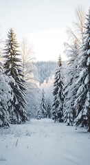 Obraz premium Snowy forest path in winter wonderland.