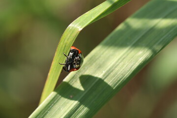 ladybird on a leaf