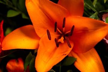 Flor macro vibrante 