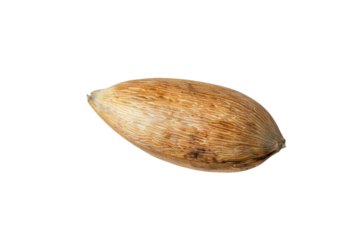 A single brown seed transparent background