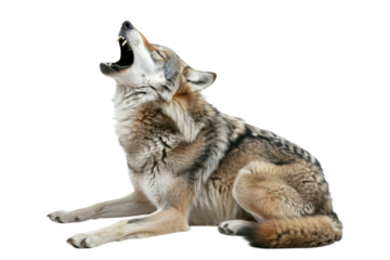Howling wolf image transparent background