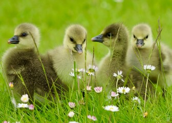 family of ducklings