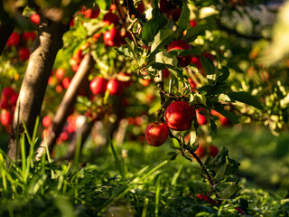 An apple tree loaded with shiny red fruit