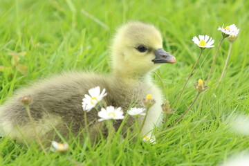 baby duck and ducklings