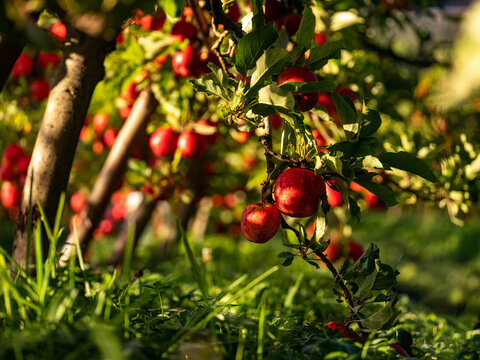 An apple tree loaded with shiny red fruit