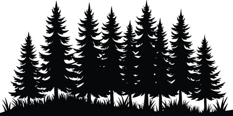 Obraz premium Dense forest of evergreen pine trees in silhouette with grass