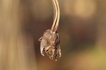 close up of a bunch of dried flowers
