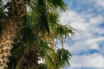 Vibrant green palm tree fronds reaching towards a bright cloudy sky, with abundant negative space...
