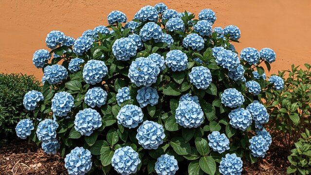 Vibrant blue hydrangea in full bloom