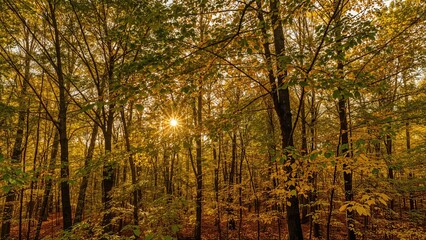 Quiet forest vista touched by gentle sunlight, where trees display a vibrant mix of green and golden hues, highlighting the essence of autumn.