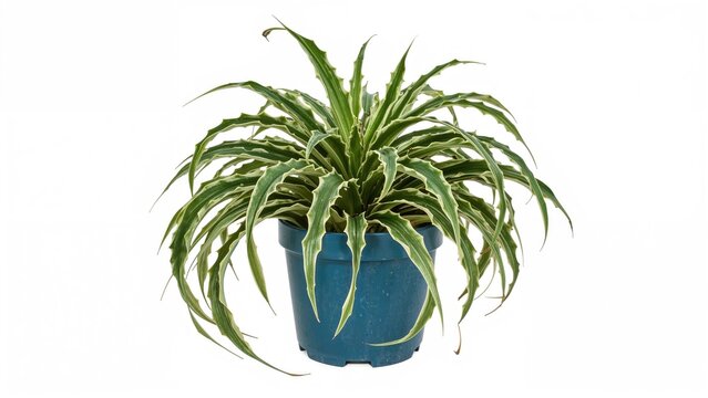 Fishbone cactus, Epiphyllum anguliger, exhibits green zigzag-patterned leaves in a blue planter isolated on white, landscape orientation.