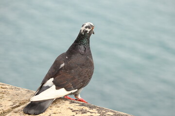 pigeon 