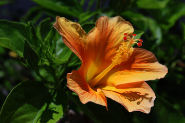 Hibiscus flower, Mallorca.