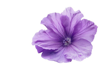 Naklejka premium A purple flower bloom transparent background
