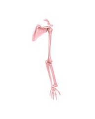 Pink ballet shoes with ribbons and a delicate flower on a white background evoke a sense of colorful fashion, art, and the beauty of nature