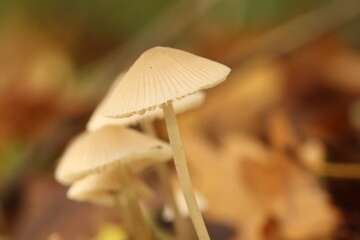 mushroom in the forest