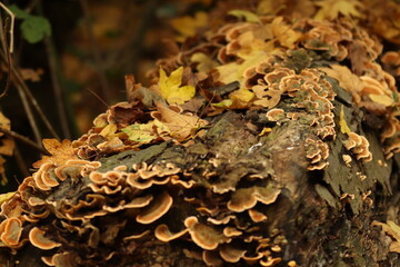 mushrooms on a tree