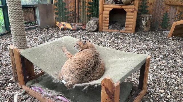 Lynx named Stepan resting on a suspended hammock in the zoo surrounded by wooden d&eacute;cor and natural landscape