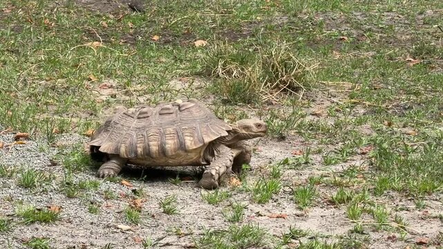 Four turtles slowly walking on the ground &mdash; natural reptile stroll in daylight