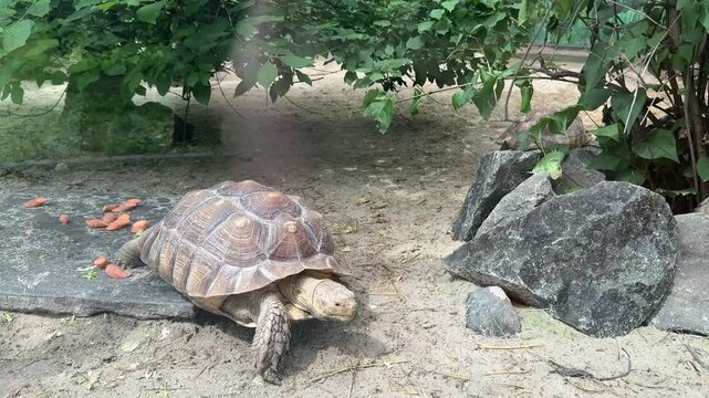 Four turtles slowly walking on the ground &mdash; natural reptile stroll in daylight