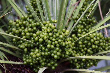 Dense cluster of small green berries growing at the base of long, spiky palm leaves. A vivid example of tropical plant fruiting in its natural form.