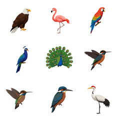 Obraz premium A vibrant collection of nine illustrated bird species, including a bald eagle, peacock, flamingo, macaw, and crane in various poses.
