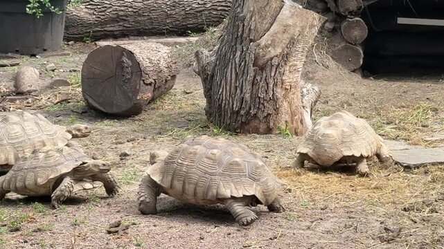 Four turtles slowly walking on the ground &mdash; natural reptile stroll in daylight
