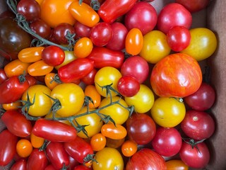 red and yellow tomatoes