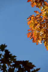 Autumn leaves of an oak tree on blue sky background with copy space