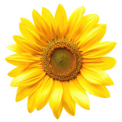 Close-up view of a bright yellow sunflower