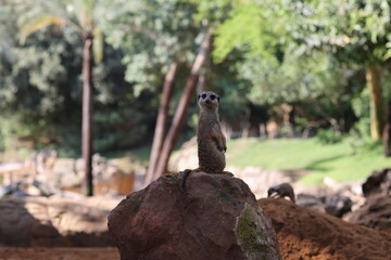 A meerkat stands upright on a rock, keeping watch in a desert-like enclosure. Another meerkat is...