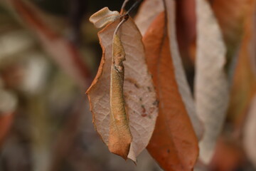 dry leaves on a tree