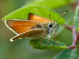 butterfly on a leaf