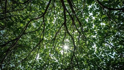 Fototapeta premium Fresh banyan tree leaves in vivid green scenery