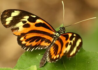 butterfly, insect,