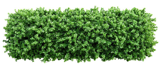 Dense green hedge