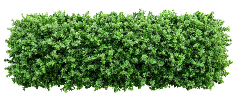 Dense green hedge