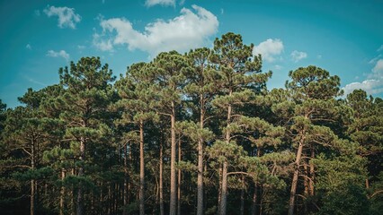 Fototapeta premium Arboreal Growth