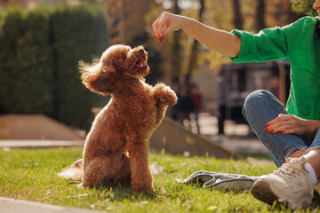Poodle Dog Training with Owner in Park Positive Reinforcement and Pet Education Outdoors