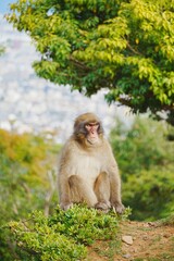 Monkey at Arashiyama Monkey Park Iwatayama Kyoto Japan