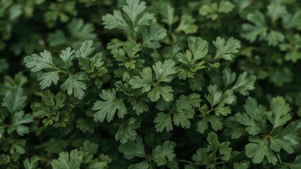 Healthy garden-grown coriander leaves full of antioxidants, vitamin A, vitamin C, and minerals, showcased organically with a focused angle.