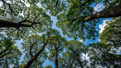 Fototapeta premium Leafy branches reaching into the sky