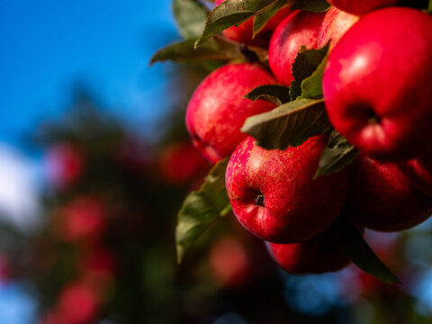 Huon Valley Apple Orchard with shiny red fruit on the trees
