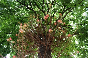 Cannonball Tree with Blooming Flowers Looking Upward into Dense Green Canopy

Description:
