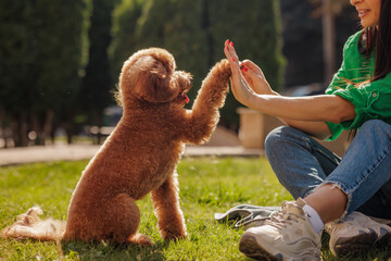 Poodle Dog Giving High Five to Owner Outdoors Positive Training Pet Education and Bonding Concept