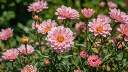 Nature's beauty: vibrant flowers in a serene morning garden